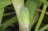Thymelicus lineola: Pupa [S]