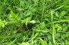 Pyrgus malvae: Gehäuse an Agrimonia eupatoria (Ostalb) [N]
