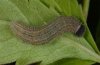 Pyrgus malvoides: Larva in last instar [S]