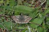Pyrgus onopordi: Adult (Abruzzes, L'Aquila, May 2013) [N]