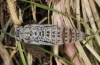 Pyrgus onopordi: Pupa (e.l. Provence 2011) [S]