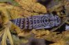 Pyrgus onopordi: Pupa dorsal (e.o. Andalusia) [S]