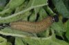 Pyrgus onopordi: Larva in last instar (e.o. Andalusia 2008) [S]