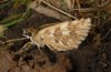 Pyrgus onopordi: Female (e.o. Andalusia) [S]