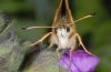 Spialia orbifer: Female portrait [N]