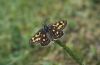 Carterocephalus palaemon: Weibchen-Oberseite