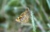 Carterocephalus palaemon: Unterseite
