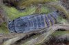Spialia phlomidis: Pupa dorsal (e.l. Florina 2008) [S]