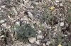Pyrgus sidae: Potentilla hirta, die Nahrungspflanze der Raupe (Provence) [N]