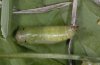 Erynnis tages: Pupa, dorsal [S]