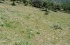 Muschampia proto: Habitat in Andalusien mit zahlreichen P. herba-venti (Ende Juni 2008) [N]