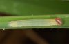 Gegenes pumilio: Half-grown larva [S]
