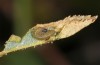 Spialia rosae: Larva in the second instar (Sierra de Albarracin, Teruel, Central Spain, late July 2017) [M]
