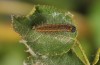 Spialia rosae: Larva in the third instar (Sierra de Albarracin, Teruel, Central Spain, late July 2017) [M]