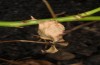 Spialia rosae: Shelter in winter (e.l. rearing Central Spain, Teruel, Sierra de Albarracin, larva in late July 2017) [S]