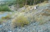 Spialia rosae: Larval habitat in S-Spain (Andalusia, Sierra Nevada, Capileira, 1400m, late September 2017) [N]