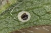 Pyrgus serratulae: Hatching of the larva 1/9