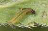 Pyrgus serratulae: L1-larva (S-Germany, eastern Swabian Alb, 2021)
