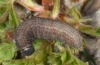 Pyrgus serratulae: Larva (eastern Swabian Alb, Germany) [S]