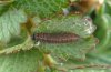 Spialia sertorius: L2 in the spring (eastern Swabian Alb, Southern Germany) [M]