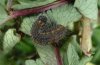 Spialia sertorius: Larva in penultimate instar [S]