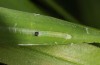 Carterocephalus silvicolus: Young larva (tube artificially opened, e.o. Müritz 2013) [S]