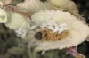 Carcharodus stauderi: Parasitized dead larva (Kalymnos, May 2016) [M]