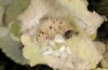 Carcharodus stauderi: Parasitierte, abgestorbene Raupe (Kalymnos, Mai 2016) [M]