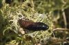 Erynnis tages: Puppe [S]