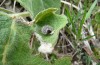 Muschampia tessellum: Larval shelter, opened (Greece, Mount Olympus, 1500m, 06. May 2008) [M]