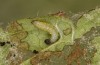 Muschampia tessellum: Larva L1 (e.o., N-Greece, Vlasti N Siatista, eggs found on 28. June 2023) [S]