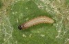 Muschampia tessellum: Larva L1 in moult rest into L2 (e.o., N-Greece, Vlasti N Siatista, eggs found on 28. June 2023) [S]