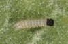 Muschampia tessellum: Larva L2 (e.o., N-Greece, Vlasti N Siatista, eggs found on 28. June 2023) [S]