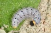 Muschampia tessellum: Larva (N-Greece, NW of Kozani, early June 2019) [M]