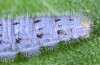 Muschampia tessellum: Larva (N-Greece, NW of Kozani, early June 2019) [S]