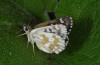 Muschampia tessellum: Female (e.l., Greece, Mount Olympus, larvae found in May 2008) [S]