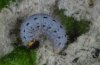 Muschampia tessellum: Larva in last instar (e.l. Olympus 2008) [S]