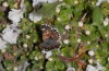 Spialia therapne: Männchen beim Blütenbesuch an einer Lamiaceae (Sardinien, Gennargentu, 1200m NN, Mai 2012) [N]