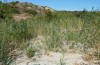 Pelopidas thrax: Larval habitat with both Phragmites and Arundo near Gennadi (Rhodes, September 2013) [N]