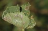 Carcharodus tripolinus: Leaf shelter of an older larva (S-Spain, Cadiz, Velez de la Frontera, Rio Barbate, late September 2017) [N]