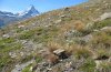 Pyrgus warrenensis: Habitat bei Zermatt (Wallis). In der Fläche im Vordergrund fand ich über 10 Raupen im ersten sowie 2 im zweiten Stadium bereits in Hibernation. September 2009. [N]