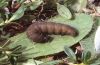 Pyrgus warrenensis: Larva in last instar [S]
