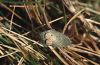 Heterogynis penella: Überwinterungskokons der Raupe (e.l. Provence) [S]