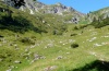 Malacosoma alpicola: Habitat in den Allgäuer Alpen (August 2012) [N]