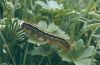 Malacosoma alpicola: Raupe