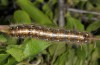 Trichiura crataegi: Larva (Abruzzes, L
