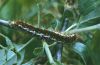 Trichiura crataegi: Raupe
