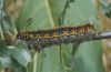 Trichiura crataegi: Raupe