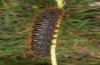 Lemonia dumi: Larva in the last (fifth) instar (breeding 2017) [S]