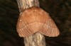 Lasiocampa grandis: Female (e.l. rearing, Greece, Samos island, larvae found in early April 2022) [S]